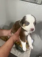 Bella, a female Australian Shepherd for sale in Fontana, CA – 2 of 3