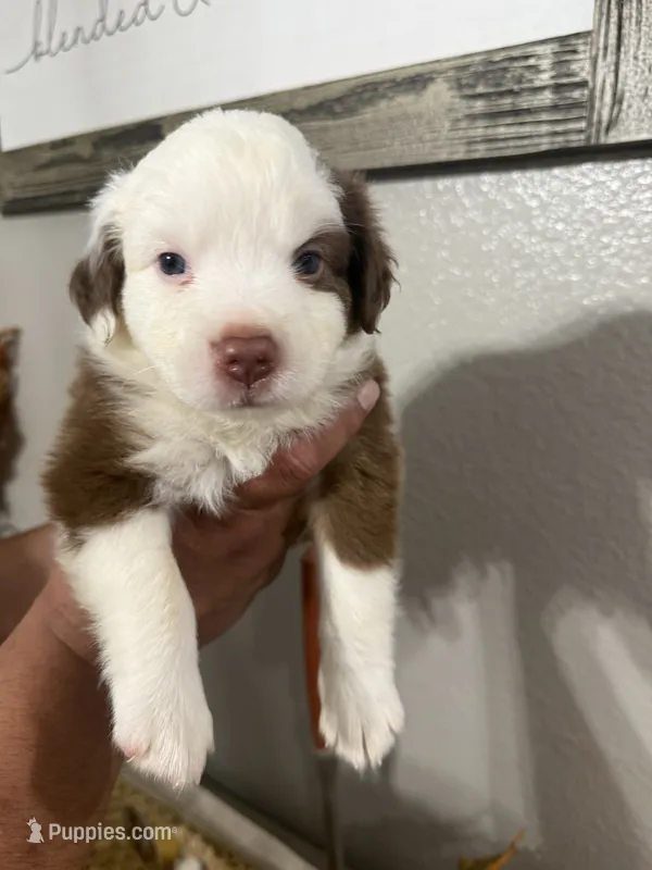 Milo – Australian Shepherd puppy for sale in Fontana, CA