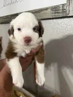 Milo, a male Australian Shepherd for sale in Fontana, CA – 1 of 4