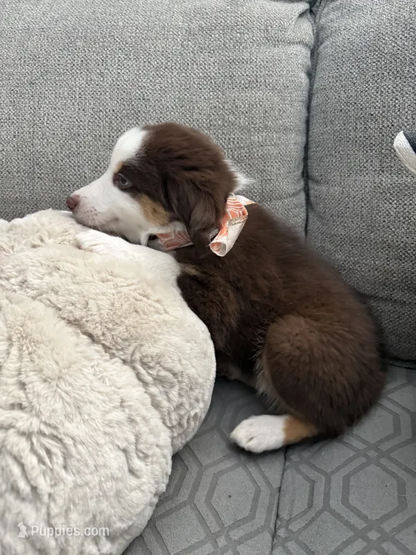 Molly – Australian Shepherd puppy for sale in Fontana, CA