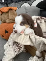 Molly, a female Australian Shepherd for sale in Fontana, CA – 4 of 4