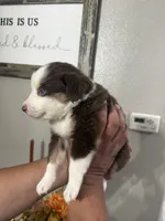 Molly, a female Australian Shepherd for sale in Fontana, CA – 2 of 3