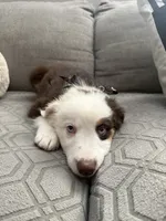 Rocky, a male Australian Shepherd for sale in Fontana, CA – 4 of 6