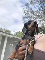 Callie , a female Miniature Dachshund for sale in Ocala, FL – 3 of 3