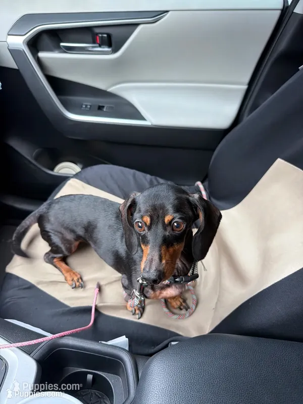 Callie  – Miniature Dachshund puppy for sale in Ocala, FL