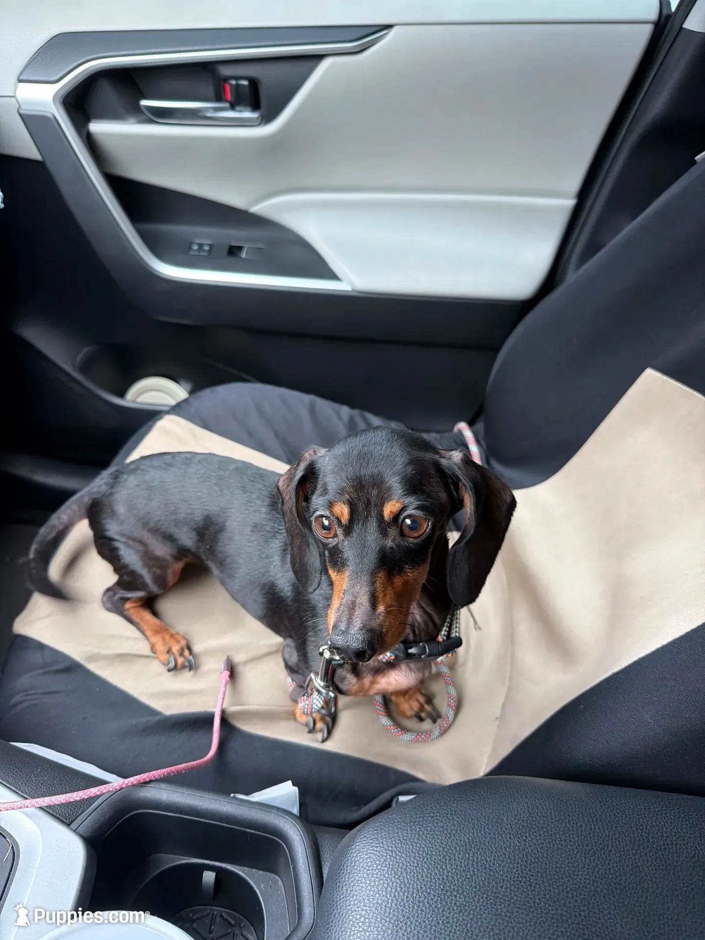 Callie , a female Miniature Dachshund for sale in Ocala, FL – 1 of 3