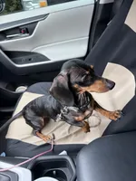 Callie , a female Miniature Dachshund for sale in Ocala, FL – 2 of 3