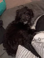 Moxi, a female Dachshund and Poodle - Toy  for sale in Tehachapi, CA – Photo 2 of 4