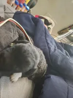 Moxi, a female Dachshund and Poodle - Toy  for sale in Tehachapi, CA – Photo 3 of 4