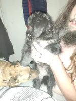 Moxi, a female Dachshund and Poodle - Toy  for sale in Tehachapi, CA – Photo 4 of 4