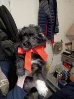 Moxi, a female Dachshund and Poodle - Toy  for sale in Tehachapi, CA – Photo 1 of 4