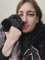 Black Jack, a male Dachshund and Poodle - Toy  for sale in Tehachapi, CA – Photo 5 of 5