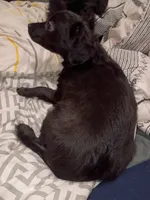 Black Jack, a male Dachshund and Poodle - Toy  for sale in Tehachapi, CA – Photo 3 of 5