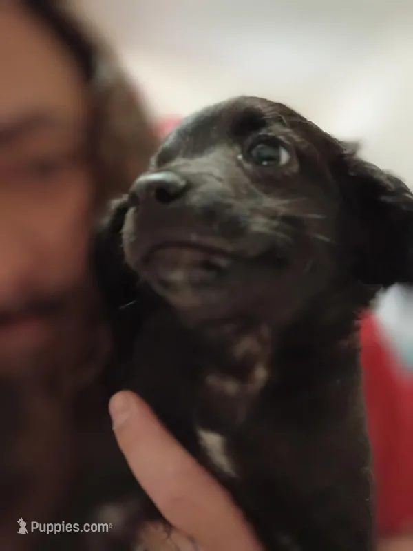 Black Jack – Dachshund, Poodle - Toy  puppy for sale in Tehachapi, CA
