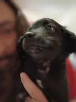Black Jack, a male Dachshund and Poodle - Toy  for sale in Tehachapi, CA – Photo 1 of 5
