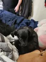 Black Jack, a male Dachshund and Poodle - Toy  for sale in Tehachapi, CA – Photo 4 of 5