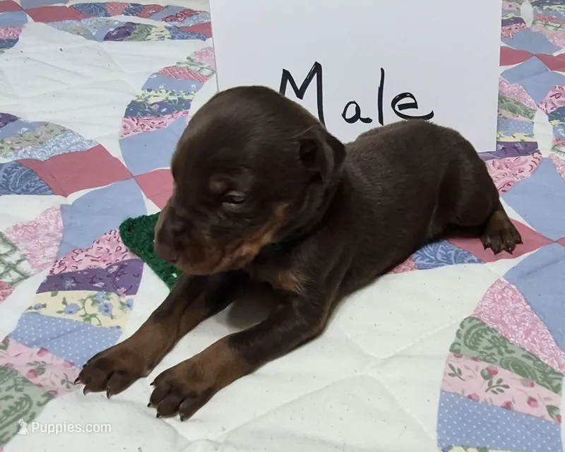 Green collared Red male – Doberman Pinscher puppy for sale in Jacksonville, AL