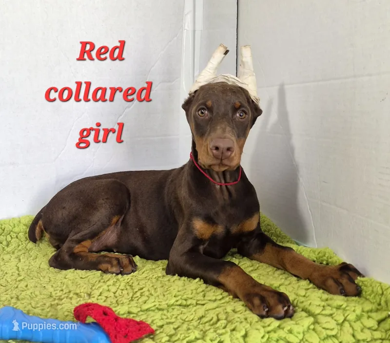 Runt of the litter – Doberman Pinscher puppy for sale in Jacksonville, AL