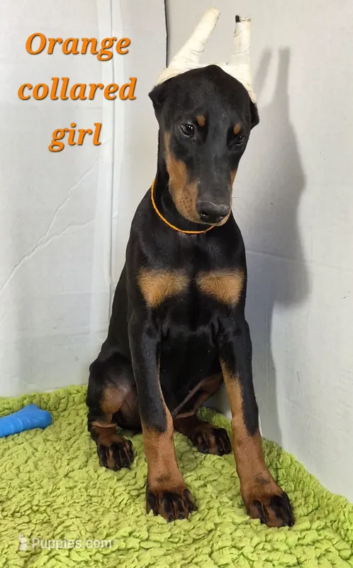 Orange collared girl – Doberman Pinscher puppy for sale in Jacksonville, AL