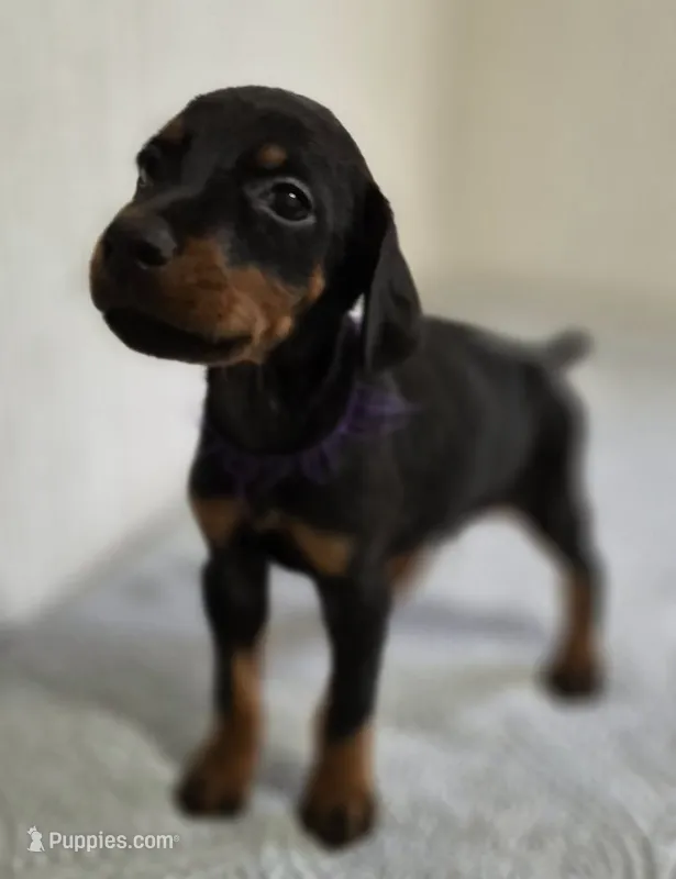 Purple collared Black male – Doberman Pinscher puppy for sale in Jacksonville, AL