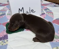 Green collared Red male, a male Doberman Pinscher for sale in Jacksonville, AL – 2 of 4
