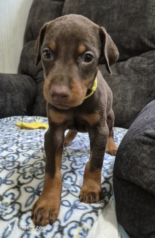 Yellow collared Red male – Doberman Pinscher puppy for sale in Jacksonville, AL