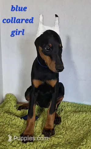 Blue collared girl – Doberman Pinscher puppy for sale in Jacksonville, AL
