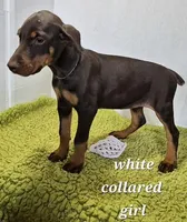 White collared girl, a female Doberman Pinscher for sale in Jacksonville, AL – Photo 2 of 5