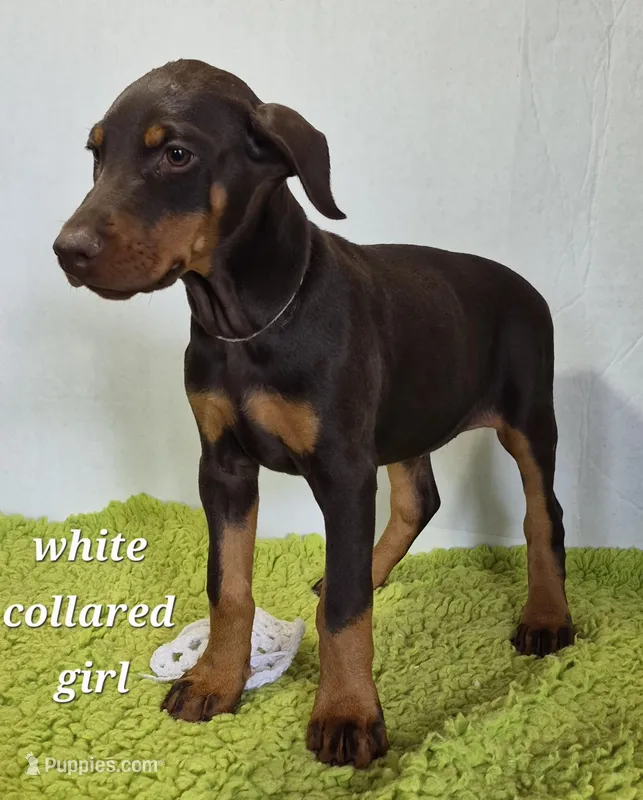 White collared girl – Doberman Pinscher puppy for sale in Jacksonville, AL