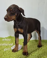 White collared girl, a female Doberman Pinscher for sale in Jacksonville, AL – Photo 1 of 5