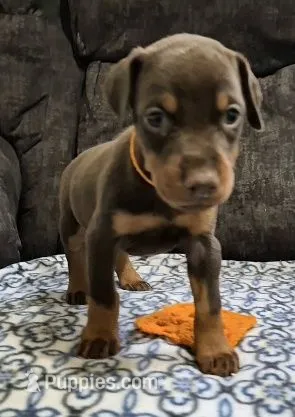 Orange collared Red male – Doberman Pinscher puppy for sale in Jacksonville, AL