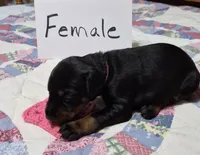 Pink collared Black female, a female Doberman Pinscher for sale in Jacksonville, AL – 2 of 4