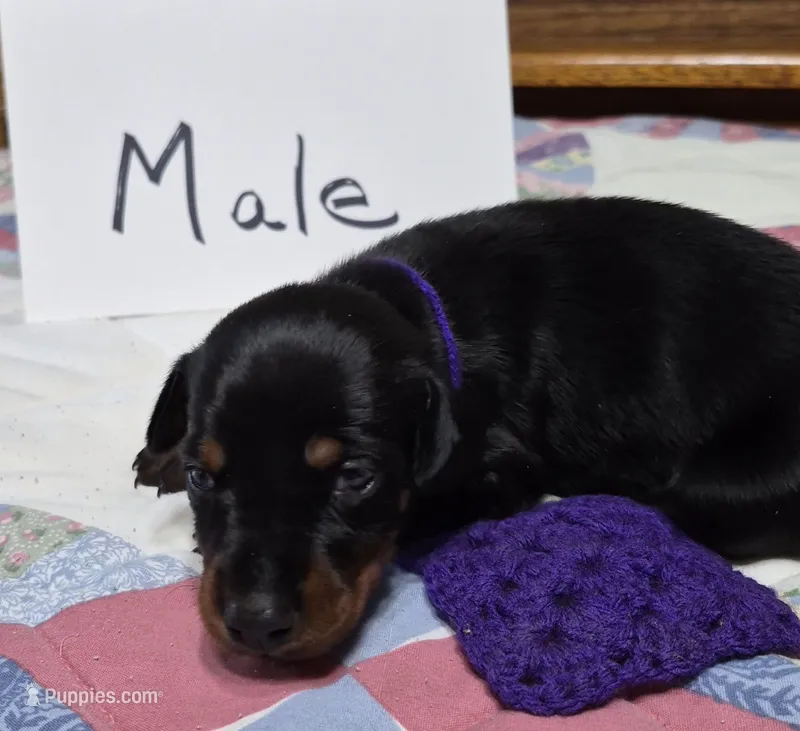 Purple collared Black male – Doberman Pinscher puppy for sale in Jacksonville, AL