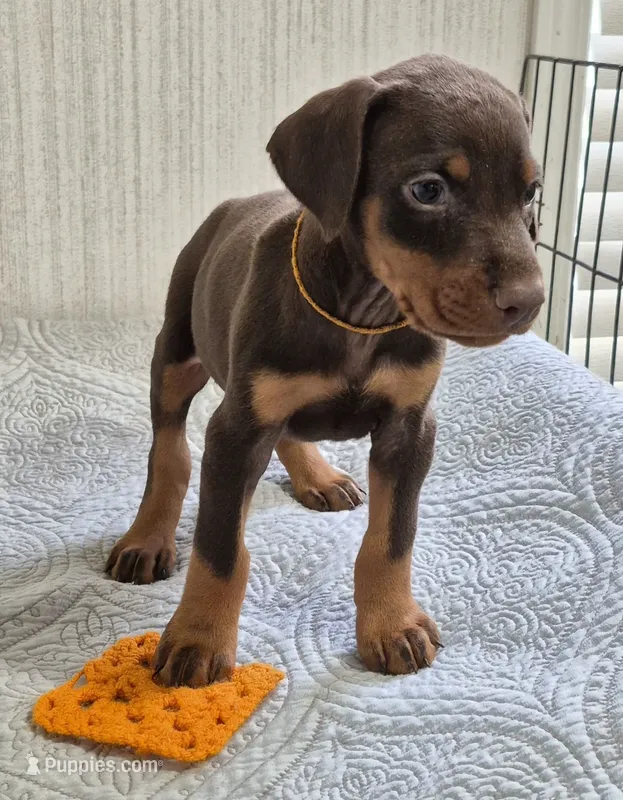 Orange collared Red male – Doberman Pinscher puppy for sale in Jacksonville, AL