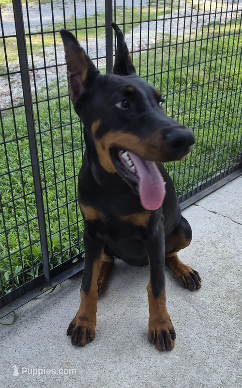 Cami- ( Camellia ) – Doberman Pinscher puppy for sale in Jacksonville, AL