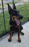 Cami- ( Camellia ), a female Doberman Pinscher for sale in Jacksonville, AL – 3 of 6