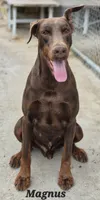 Pink collared girl, a female Doberman Pinscher for sale in Jacksonville, AL – 5 of 5