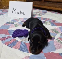 Purple collared Black male, a male Doberman Pinscher for sale in Jacksonville, AL – 2 of 4