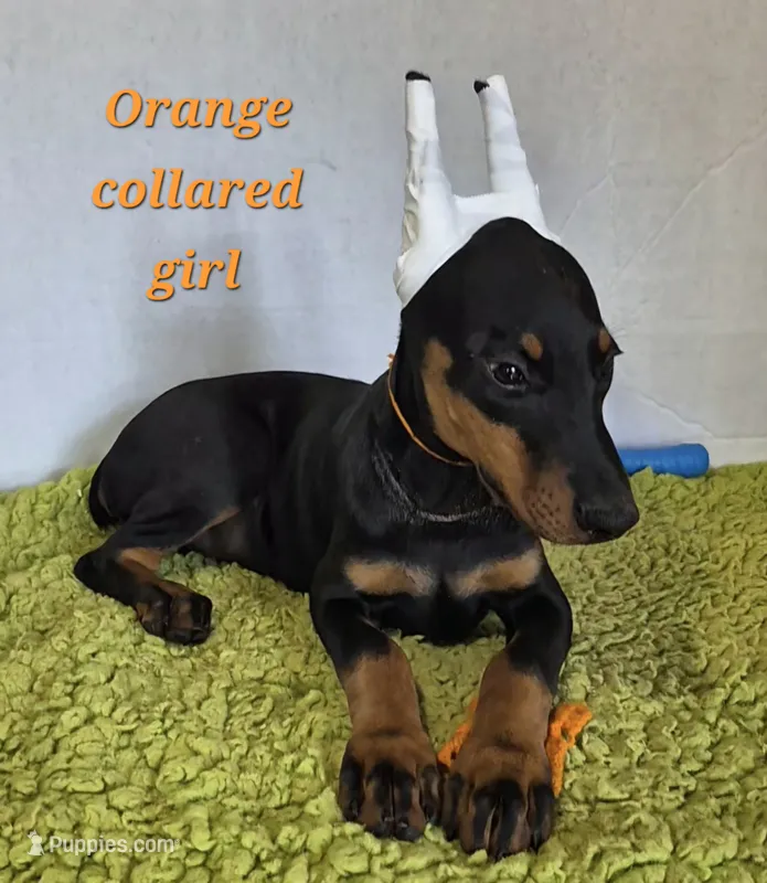 Orange collared girl  – Doberman Pinscher puppy for sale in Jacksonville, AL