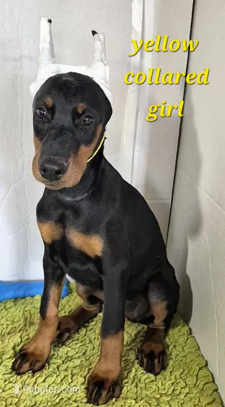 Yellow collared girl – Doberman Pinscher puppy for sale in Jacksonville, AL