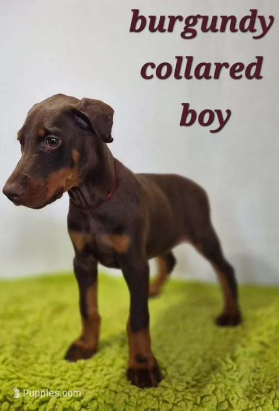 Burgundy collared boy – Doberman Pinscher puppy for sale in Jacksonville, AL
