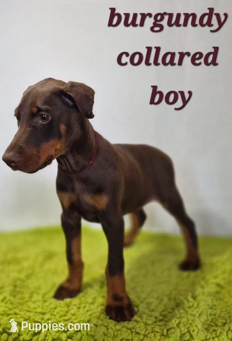 Burgundy collared boy, a male Doberman Pinscher for sale in Jacksonville, AL – Photo 1 of 5