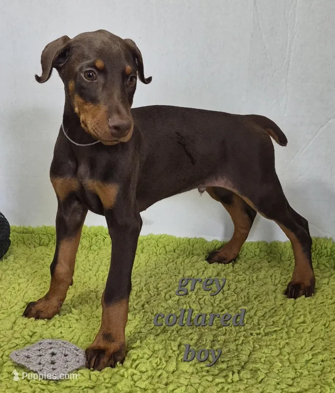 Grey collared boy  – Doberman Pinscher puppy for sale in Jacksonville, AL