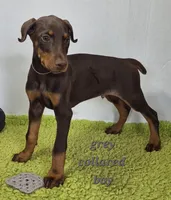 Grey collared boy , a male Doberman Pinscher for sale in Jacksonville, AL – Photo 1 of 6