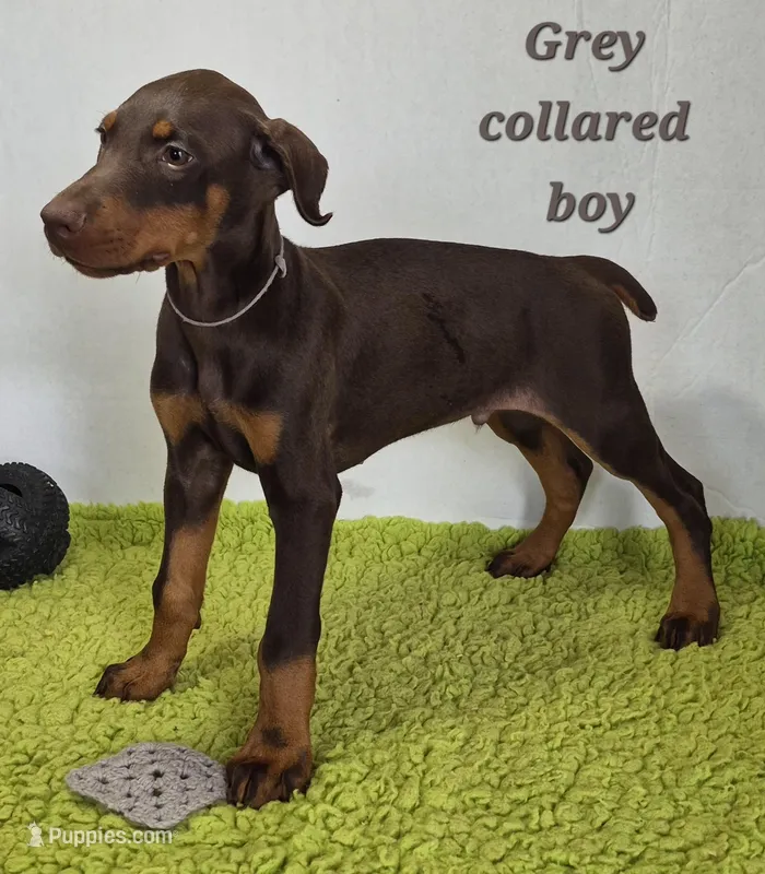 Grey collared boy  – Doberman Pinscher puppy for sale in Jacksonville, AL