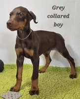 Grey collared boy , a male Doberman Pinscher for sale in Jacksonville, AL – Photo 2 of 6