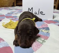 Yellow collared Red male, a male Doberman Pinscher for sale in Jacksonville, AL – 2 of 2