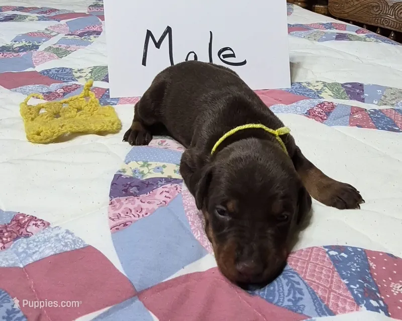 Yellow collared Red male – Doberman Pinscher puppy for sale in Jacksonville, AL