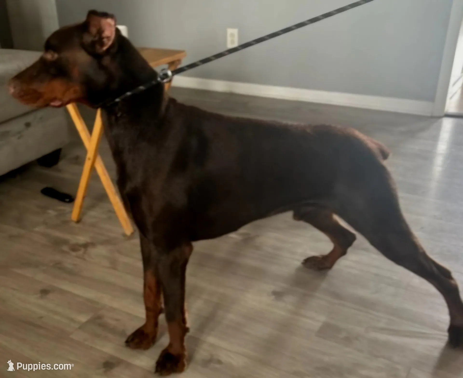 Pink collared girl, a female Doberman Pinscher for sale in Jacksonville, AL – Photo 6 of 6