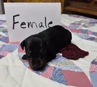 Burgandy collared Black female, a female Doberman Pinscher for sale in Jacksonville, AL – 1 of 4